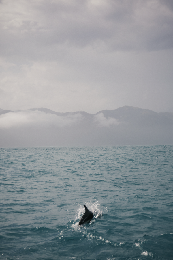 Dolphin by the Mountain